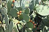 sicile_15.jpg sicile_15.jpg